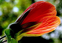 фото "Other flower study ..."
