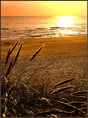 photo "The grass and the sunset"