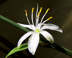 photo "star"