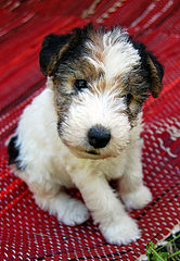 photo "Fox terrier puppy"