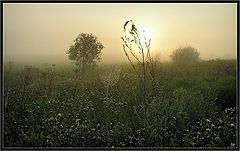 photo "Morning foggy"