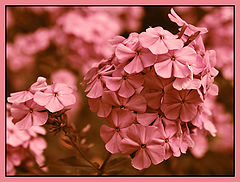 photo "Dreams"