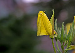фото "Ночная свечка 4(7)"