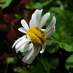 photo "***"