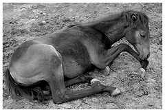 фото "Foal"