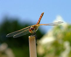 photo "Dragonfly"