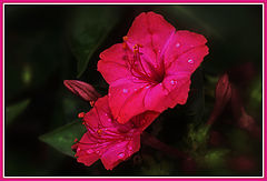 photo "Night flower"