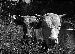 photo "Cows perspective"