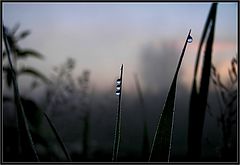 фото "Утро 3"