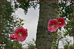 фото "Farmers Roses"