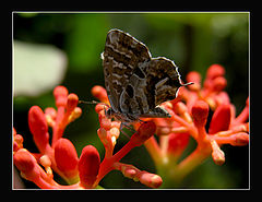 фото "Ready to fly..."