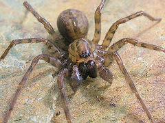 фото "Wolf spider on the prowl"