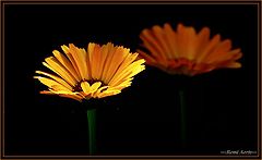 фото "sunny flower"