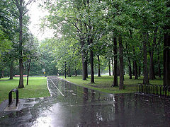 фото "after rain"