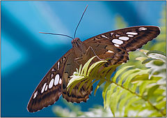 photo "Glider"