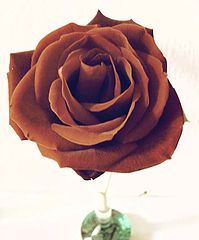 photo "Rose "Meilland""