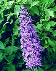 photo "Buddleia Davidii " Magnifica ""