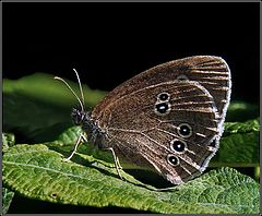 photo "Relax on a green carpet"