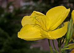 фото "Ночная свечка 7(7)"