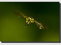 фото "... in flight"