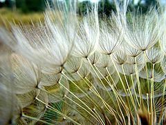 photo "Geropogon hybridus seeds"
