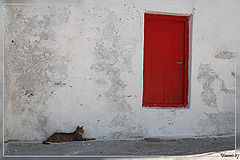 photo "Cat Next Door"