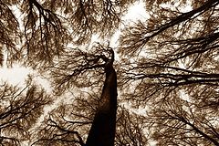 фотоальбом "Reach"