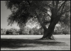 photo "Alone"