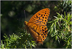 photo "Argynnis paphia"