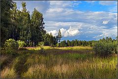photo "Summer paints"