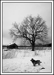 фото "Деревенская"
