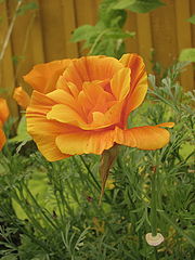 фото "colour of summer"