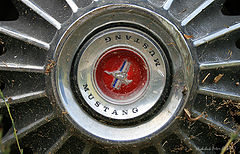 photo "Mustang"