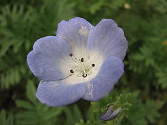 фото "blue"
