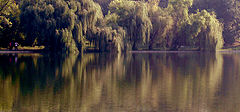 photo "***"