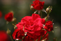 photo "Rose"