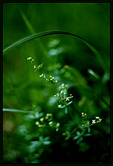 фото "* umbrella *"