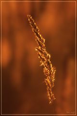 photo "***"