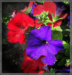 photo "***"