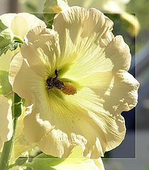 photo "And malva again..."