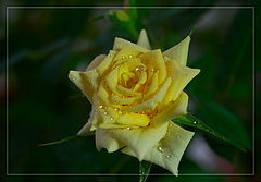 photo "***"