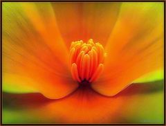photo "very close and soft"