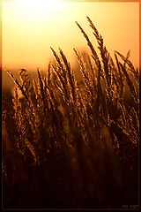 photo "***"