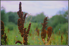 photo "Evening in the steppes."