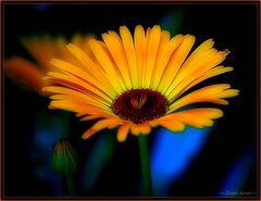 photo "sunny and softy"