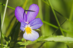 photo "***"