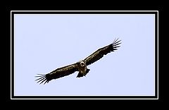 photo "Eagle cip"