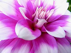 фото "Flower."