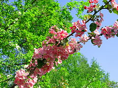 photo "***"
