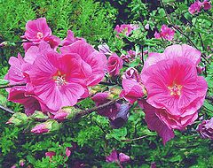 photo "Lavatera "Loveliness ""